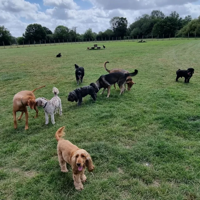 See how I can benefit your dog.

https://www.dogwalkingservicesdarrenlarkin.co.uk/

I am listed on "The Good Dog Guide".

For more information please contact 07799 543484 

#DogWalker
#DogWalkersOfInstagram
#TonbridgeDogWalk
#TonbridgeDogWalker
#DogWalkerTonbridge
#TonbridgeBusiness

© Darren Larkin photography 📸.