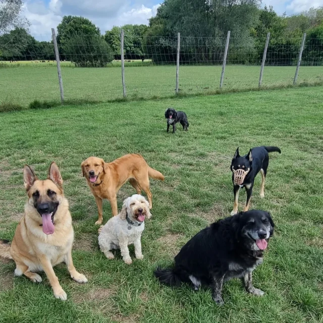 See how I can benefit your dog, please visit my website

https://www.dogwalkingservicesdarrenlarkin.co.uk/

To book a slot please submit the online registration to me: 

I am listed on "The Good Dog Guide".

https://www.thegooddogguide.com/kent/tonbridge/dog-walkers/dog-walking-services-by-darren-larkin/41365?section=reviews

For more information please contact me.

#DogWalker
#DogWalkersOfInstagram
#TonbridgeDogWalk
#TonbridgeDogWalker
#DogWalkerTonbridge
#TonbridgeBusiness

© Darren Larkin photography 📸.