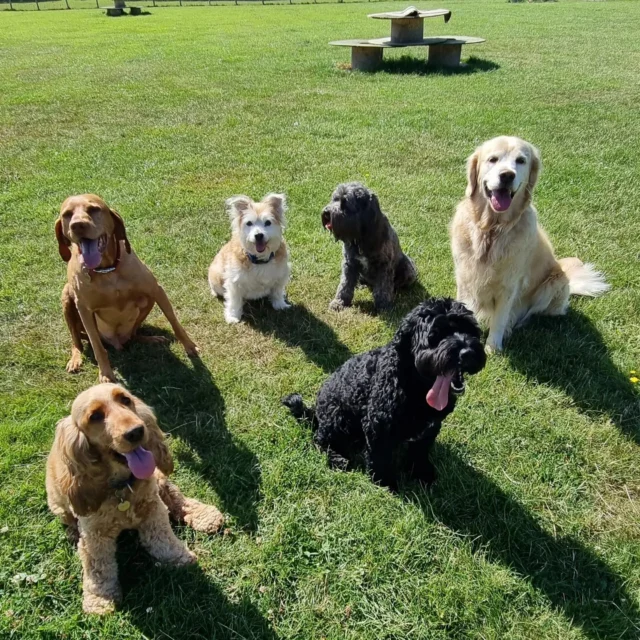 See how I can benefit your dog, please visit my website

https://www.dogwalkingservicesdarrenlarkin.co.uk/

To book a slot please submit the online registration to me: 

I am listed on "The Good Dog Guide".

https://www.thegooddogguide.com/kent/tonbridge/dog-walkers/dog-walking-services-by-darren-larkin/41365?section=reviews

For more information please contact me.

#DogWalker
#DogWalkersOfInstagram
#TonbridgeDogWalk
#TonbridgeDogWalker
#DogWalkerTonbridge
#TonbridgeBusiness

© Darren Larkin photography 📸.