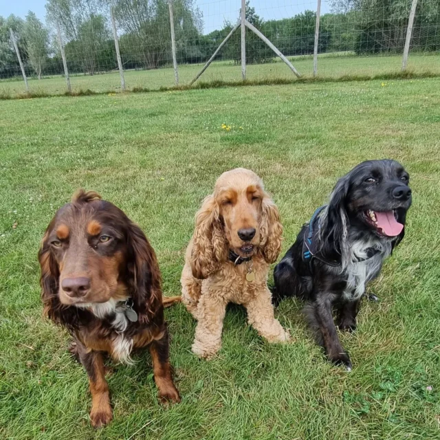 See how I can benefit your dog, please visit my website

https://www.dogwalkingservicesdarrenlarkin.co.uk/

To book a slot please submit the online registration to me: 

I am listed on "The Good Dog Guide".

https://www.thegooddogguide.com/kent/tonbridge/dog-walkers/dog-walking-services-by-darren-larkin/41365?section=reviews

For more information please contact me.

#DogWalker
#DogWalkersOfInstagram
#TonbridgeDogWalk
#TonbridgeDogWalker
#DogWalkerTonbridge
#TonbridgeBusiness

© Darren Larkin photography 📸.