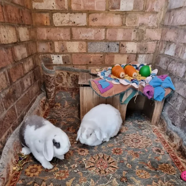 Pet sitting also includes looking after the smaller pets in the family 🐇 🐇