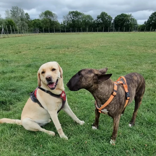 See how I can benefit your dog.

https://www.dogwalkingservicesdarrenlarkin.co.uk/

I am listed on "The Good Dog Guide".

For more information please contact 07799 543484 

#DogWalker
#DogWalkersOfInstagram
#TonbridgeDogWalk
#TonbridgeDogWalker
#DogWalkerTonbridge
#TonbridgeBusiness

© Darren Larkin photography 📸.