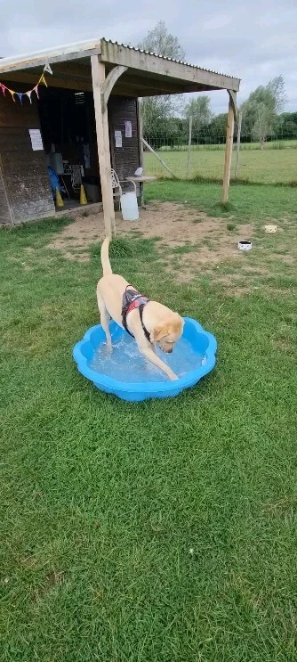 Rex enjoying his paddling pool.

© Darren Larkin videography 🎥