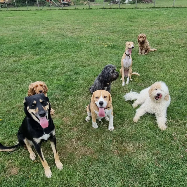 See how I can benefit your dog.

https://www.dogwalkingservicesdarrenlarkin.co.uk/

I am listed on "The Good Dog Guide".

For more information please contact 07799 543484 

#DogWalker
#DogWalkersOfInstagram
#TonbridgeDogWalk
#TonbridgeDogWalker
#DogWalkerTonbridge
#TonbridgeBusiness

© Darren Larkin photography 📸.