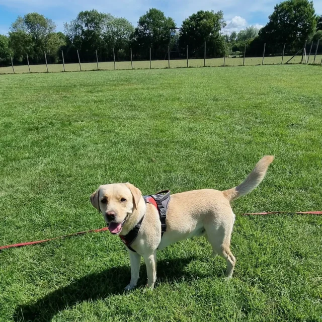 See how I can benefit your dog.

https://www.dogwalkingservicesdarrenlarkin.co.uk/

I am listed on "The Good Dog Guide".

For more information please contact 07799 543484 

#DogWalker
#DogWalkersOfInstagram
#TonbridgeDogWalk
#TonbridgeDogWalker
#DogWalkerTonbridge
#TonbridgeBusiness

© Darren Larkin photography 📸.