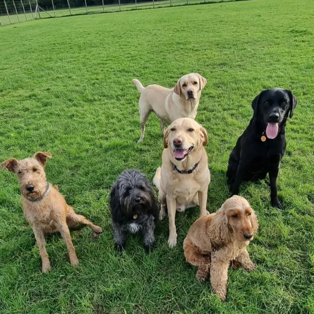 Dog Walking Services by Darren Larkin is the only independent business in the area that utilities a fully enclosed field for your dog/s safety.

For more information, please contact 07799 543484 or visit my website for more information. 

https://www.dogwalkingservicesdarrenlarkin.co.uk/

I am listed on "The Good Dog Guide".

#DogWalker
#DogWalkersOfInstagram
#TonbridgeDogWalk
#TonbridgeDogWalker
#DogWalkerTonbridge
#TonbridgeBusiness

© Darren Larkin photography 📸.