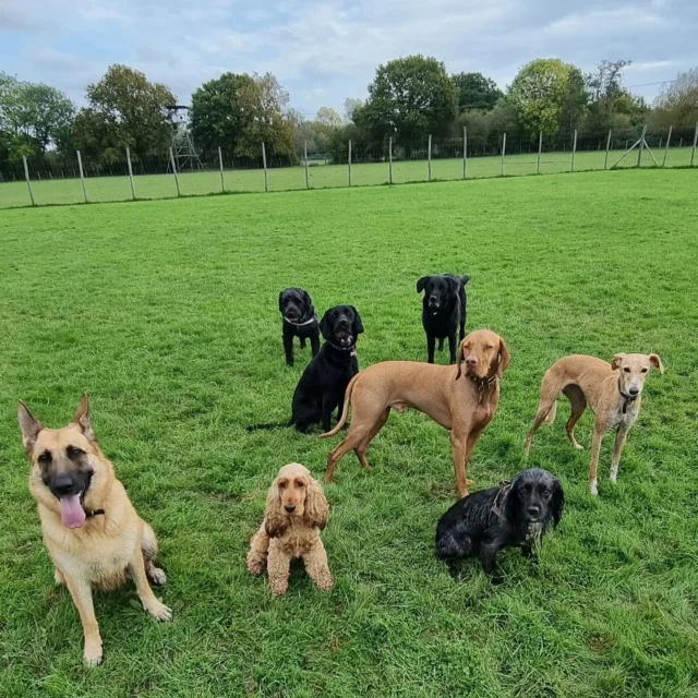 Dog Walking Services by Darren Larkin is the only independent business in the area that utilities a fully enclosed field for your dog/s safety.

For more information, please contact 07799 543484 or visit my website for more information. 

https://www.dogwalkingservicesdarrenlarkin.co.uk/

I am listed on "The Good Dog Guide".

#DogWalker
#DogWalkersOfInstagram
#TonbridgeDogWalk
#TonbridgeDogWalker
#DogWalkerTonbridge
#TonbridgeBusiness

© Darren Larkin photography 📸.