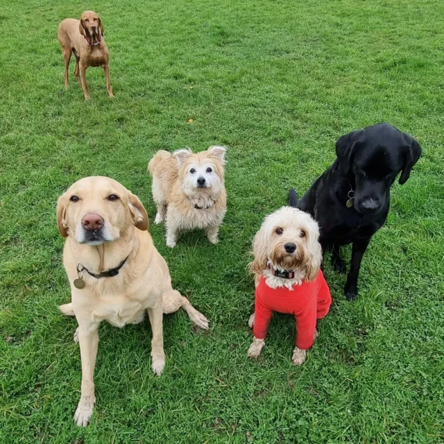 Dog Walking Services by Darren Larkin is the only independent business in the area that utilities a fully enclosed field for your dog/s safety.

For more information, please contact 07799 543484 or visit my website for more information. 

https://www.dogwalkingservicesdarrenlarkin.co.uk/

I am listed on "The Good Dog Guide".

#DogWalker
#DogWalkersOfInstagram
#TonbridgeDogWalk
#TonbridgeDogWalker
#DogWalkerTonbridge
#TonbridgeBusiness

© Darren Larkin photography 📸.